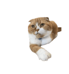 ねこのこはく。（個別スタンプ：7）