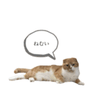 ねこのこはく。（個別スタンプ：9）