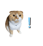 ねこのこはく。（個別スタンプ：10）