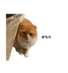 ねこのこはく。（個別スタンプ：11）