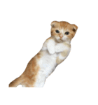 ねこのこはく。（個別スタンプ：12）