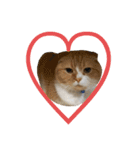 ねこのこはく。（個別スタンプ：13）
