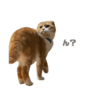 ねこのこはく。（個別スタンプ：14）