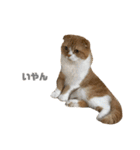ねこのこはく。（個別スタンプ：16）