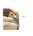 ねこのこはく。（個別スタンプ：17）
