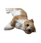 ねこのこはく。（個別スタンプ：18）