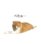 ねこのこはく。（個別スタンプ：19）