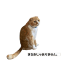 ねこのこはく。（個別スタンプ：31）