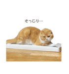 ねこのこはく。（個別スタンプ：32）