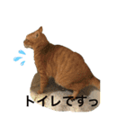 大好きにゃんこ（個別スタンプ：13）