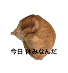 大好きにゃんこ（個別スタンプ：17）