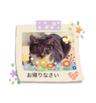 大好きにゃんこ（個別スタンプ：21）