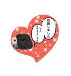 ペキニーズ  キラキラ スタンプ（個別スタンプ：10）