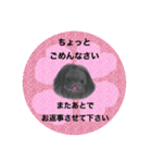 ペキニーズ  キラキラ スタンプ（個別スタンプ：20）