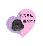 ペキニーズ  キラキラ スタンプ（個別スタンプ：22）