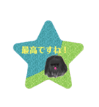 ペキニーズ  キラキラ スタンプ（個別スタンプ：23）