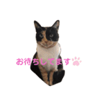 アンリコリン 2（個別スタンプ：5）