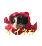 アンリコリン 2（個別スタンプ：10）