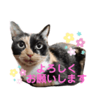 アンリコリン 2（個別スタンプ：11）
