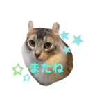 アンリコリン 2（個別スタンプ：13）