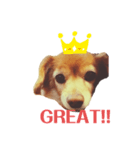 英語を話す犬のスタンプ（個別スタンプ：1）
