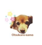 英語を話す犬のスタンプ（個別スタンプ：2）