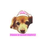 英語を話す犬のスタンプ（個別スタンプ：3）
