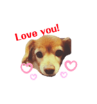 英語を話す犬のスタンプ（個別スタンプ：4）