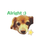 英語を話す犬のスタンプ（個別スタンプ：5）