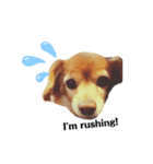英語を話す犬のスタンプ（個別スタンプ：6）