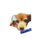 英語を話す犬のスタンプ（個別スタンプ：7）