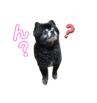 黒ポメのポンタくん4（個別スタンプ：1）
