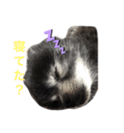 黒ポメのポンタくん4（個別スタンプ：4）