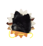 黒ポメのポンタくん4（個別スタンプ：6）