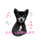黒ポメのポンタくん4（個別スタンプ：10）