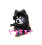 黒ポメのポンタくん4（個別スタンプ：14）