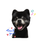 黒ポメのポンタくん4（個別スタンプ：17）