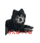 黒ポメのポンタくん4（個別スタンプ：19）