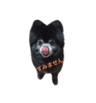 黒ポメのポンタくん4（個別スタンプ：20）