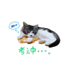 うちの子スタンプ Vol.1（個別スタンプ：5）