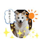 我が家のテン様（個別スタンプ：1）