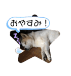 我が家のテン様（個別スタンプ：2）