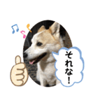 我が家のテン様（個別スタンプ：6）