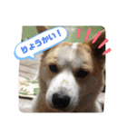 我が家のテン様（個別スタンプ：7）