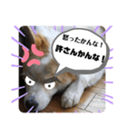 我が家のテン様（個別スタンプ：8）