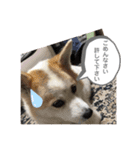 我が家のテン様（個別スタンプ：9）