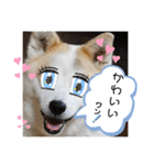 我が家のテン様（個別スタンプ：10）