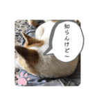 我が家のテン様（個別スタンプ：11）