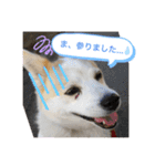我が家のテン様（個別スタンプ：13）