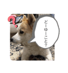 我が家のテン様（個別スタンプ：21）